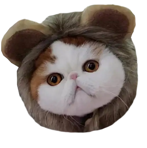 Cats in hats preview