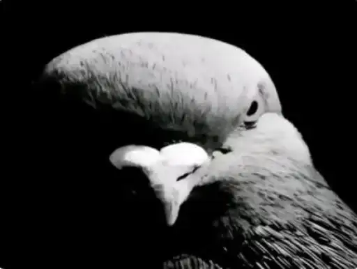 Голуб.png preview