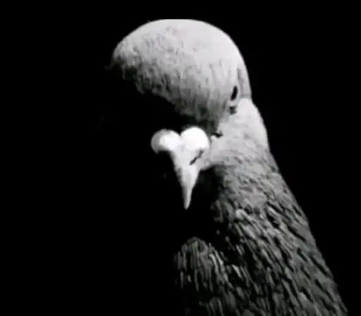 Голуб.png preview