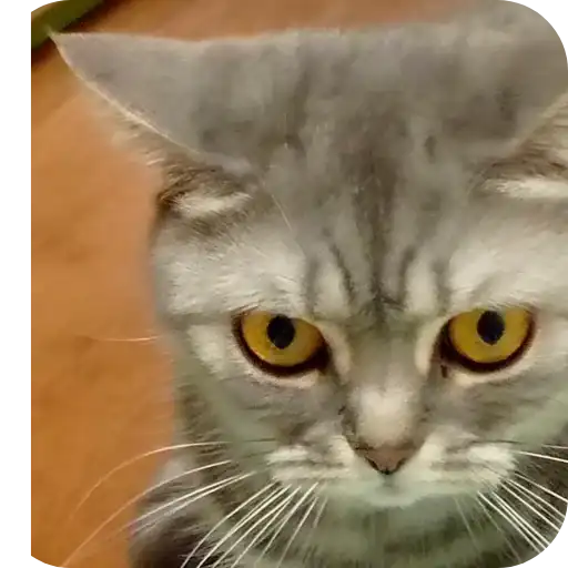 Sticker 🐱