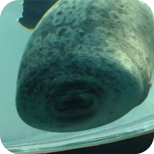 Тюлень preview