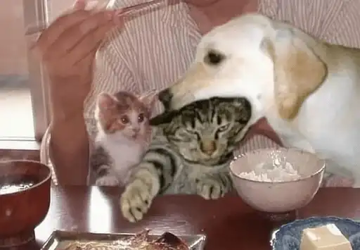 Пуссис preview