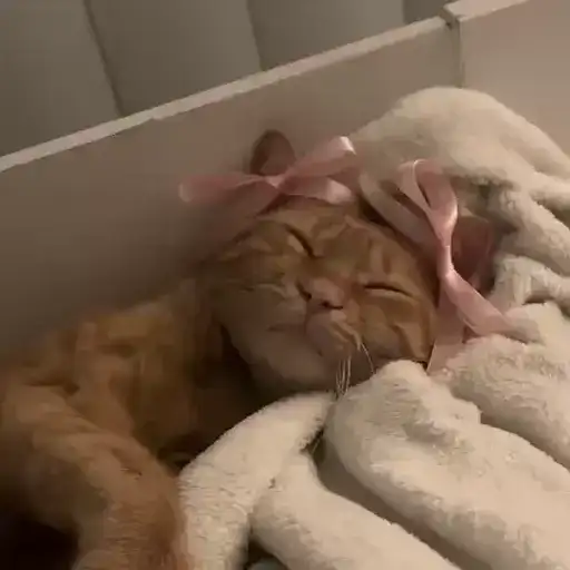 Cute animals🎀 preview