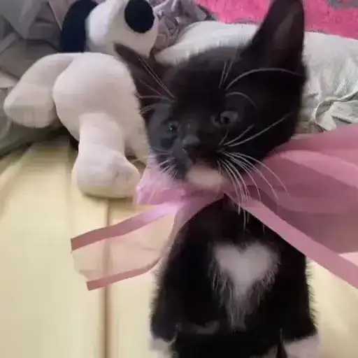 Cute animals🎀 preview