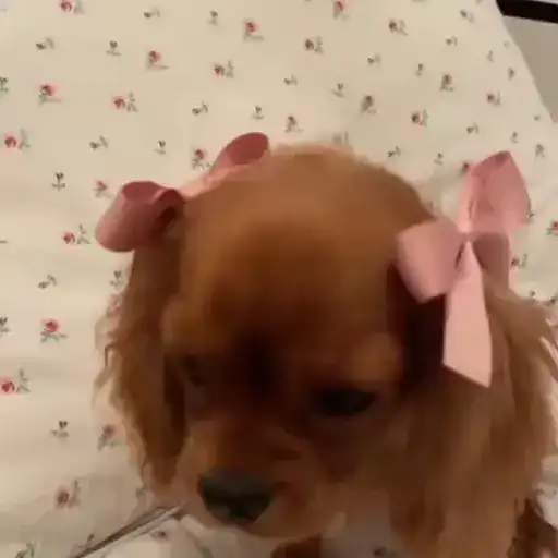 Cute animals🎀 preview