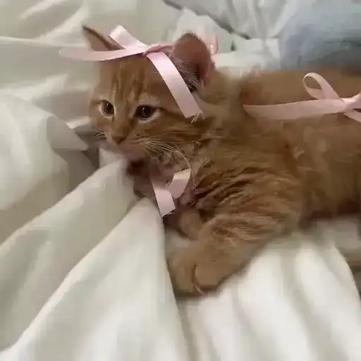 Cute animals🎀 preview