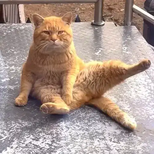 Sticker 🙋‍♂️