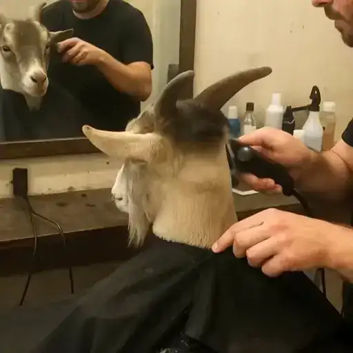 Sticker 💇‍♂️