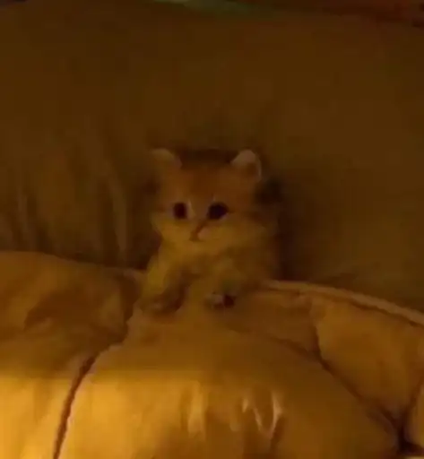 Sticker 😶‍🌫️