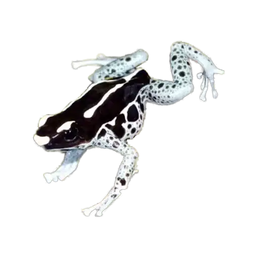 Sticker 🐸