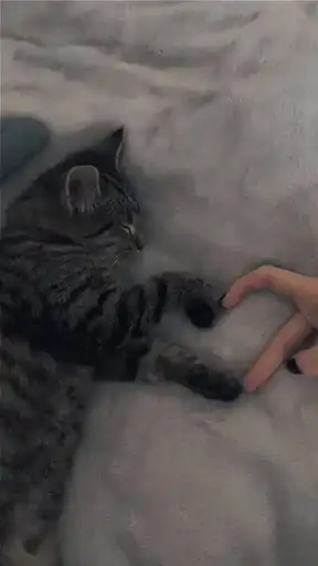 Катя кот preview