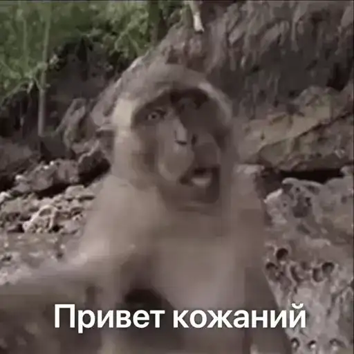 Бибизьянки preview