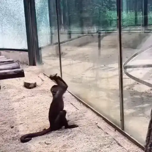 Обезьянки preview