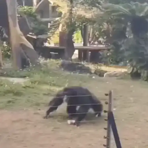 Обезьянки preview