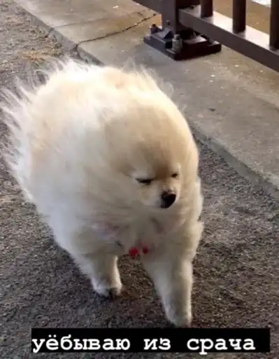 Sticker 🏃‍♀️