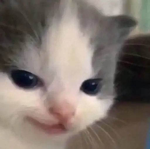 ►Kittens◄→ preview