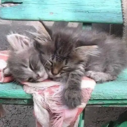 ►Kittens◄→ preview