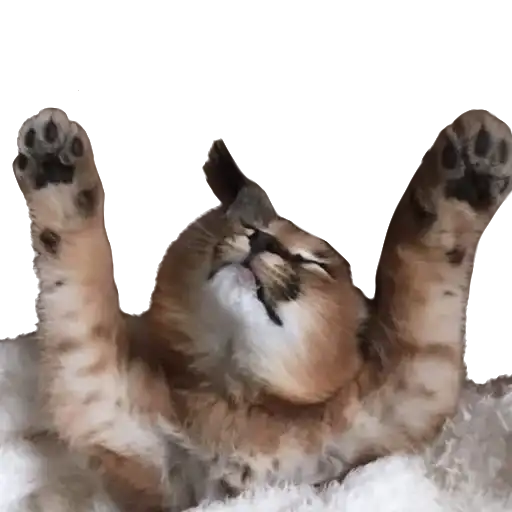 Floppa (Caracal preview