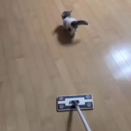 Sticker 🐈‍⬛️