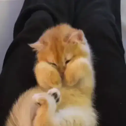 Sticker 🐈‍⬛️