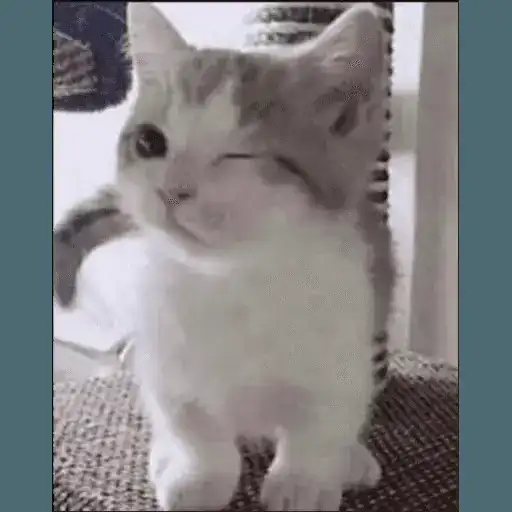 Sticker 🐱