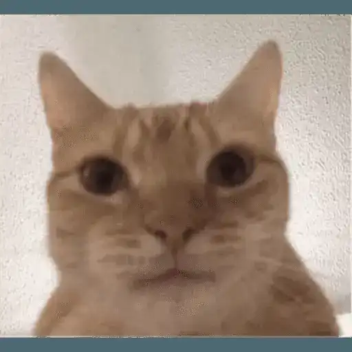 Sticker 🐱