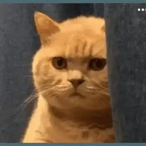 Sticker 🐱
